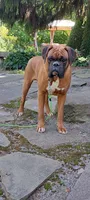 Jet, a male Boxer for sale in Homeworth, OH – 5 of 8