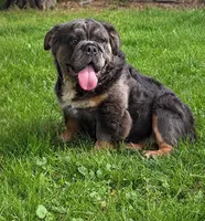 Margo , a female English Bulldog for sale in Homeworth, OH – 3 of 5