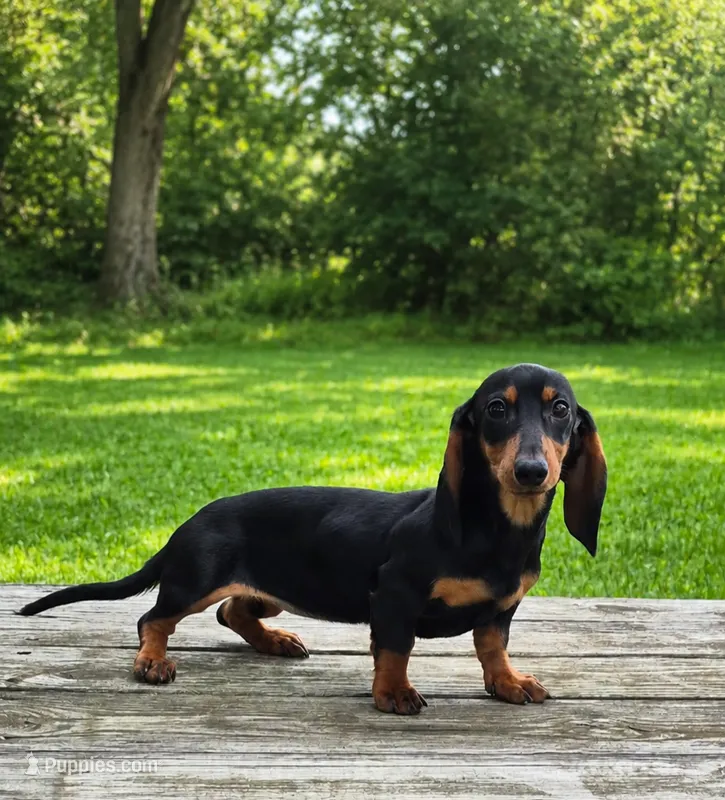 Abby  – Miniature Dachshund puppy for sale in Homeworth, OH