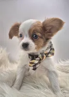 Papillon pomeranian boy 3, a male Papillon for sale in Homeworth, OH – Photo 2 of 9