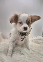 Papillon pomeranian boy 3, a male Papillon for sale in Homeworth, OH – Photo 3 of 9