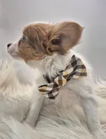 Papillon pomeranian boy 3, a male Papillon for sale in Homeworth, OH – Photo 5 of 9