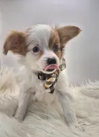 Papillon pomeranian boy 3, a male Papillon for sale in Homeworth, OH – Photo 7 of 9