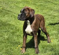 Brindley , a female Boxer for sale in Homeworth, OH – Photo 2 of 4