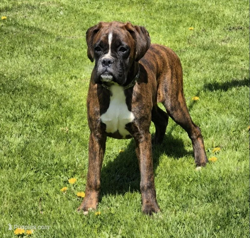 Brindley  – Boxer puppy for sale in Homeworth, OH