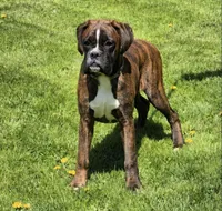 Brindley , a female Boxer for sale in Homeworth, OH – Photo 1 of 4