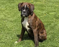 Brindley , a female Boxer for sale in Homeworth, OH – Photo 4 of 4