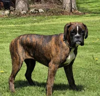 Brindley , a female Boxer for sale in Homeworth, OH – Photo 3 of 4