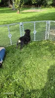 Margo , a female English Bulldog for sale in Homeworth, OH – 4 of 5
