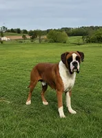 Bailey, a female Boxer for sale in Homeworth, OH – 5 of 5