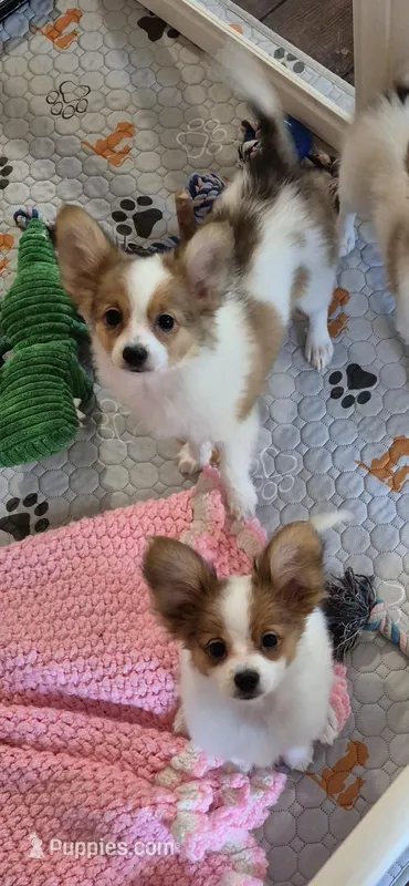 Papillon pomeranian boy 2