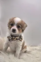 Papillon pomeranian boy 2, a male Papillon for sale in Homeworth, OH – Photo 4 of 6