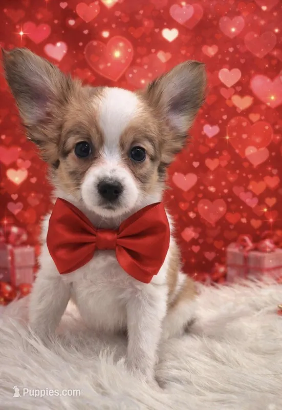 Papillon pomeranian boy 2