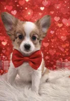 Papillon pomeranian boy 2, a male Papillon for sale in Homeworth, OH – Photo 1 of 6