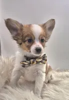 Papillon pomeranian boy 2, a male Papillon for sale in Homeworth, OH – Photo 3 of 6