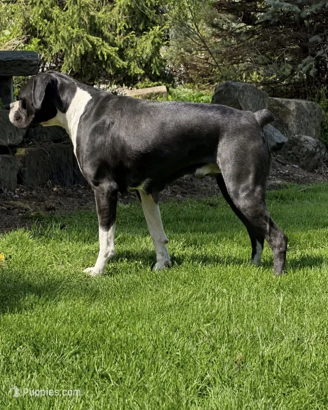 Stormi – Boxer puppy for sale in Homeworth, OH