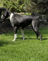 Stormi, a female Boxer for sale in Homeworth, OH – 1 of 2