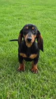 Abby , a female Miniature Dachshund for sale in Homeworth, OH – 2 of 3
