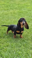 Abby , a female Miniature Dachshund for sale in Homeworth, OH – 3 of 3