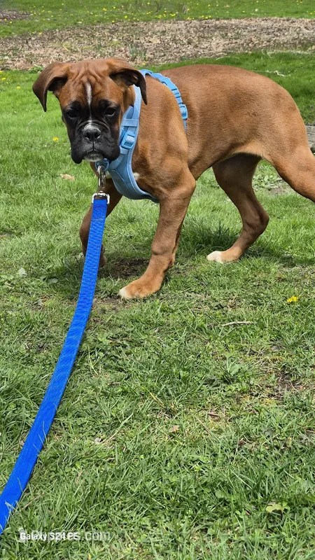 Bailey  – Boxer puppy for sale in Homeworth, OH