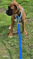 Bailey , a female Boxer for sale in Homeworth, OH – Photo 2 of 4