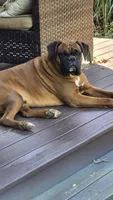 Jet, a male Boxer for sale in Homeworth, OH – 6 of 8