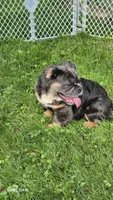 Margo , a female English Bulldog for sale in Homeworth, OH – 5 of 5