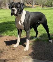 Stormi, a female Boxer for sale in Homeworth, OH – 2 of 2