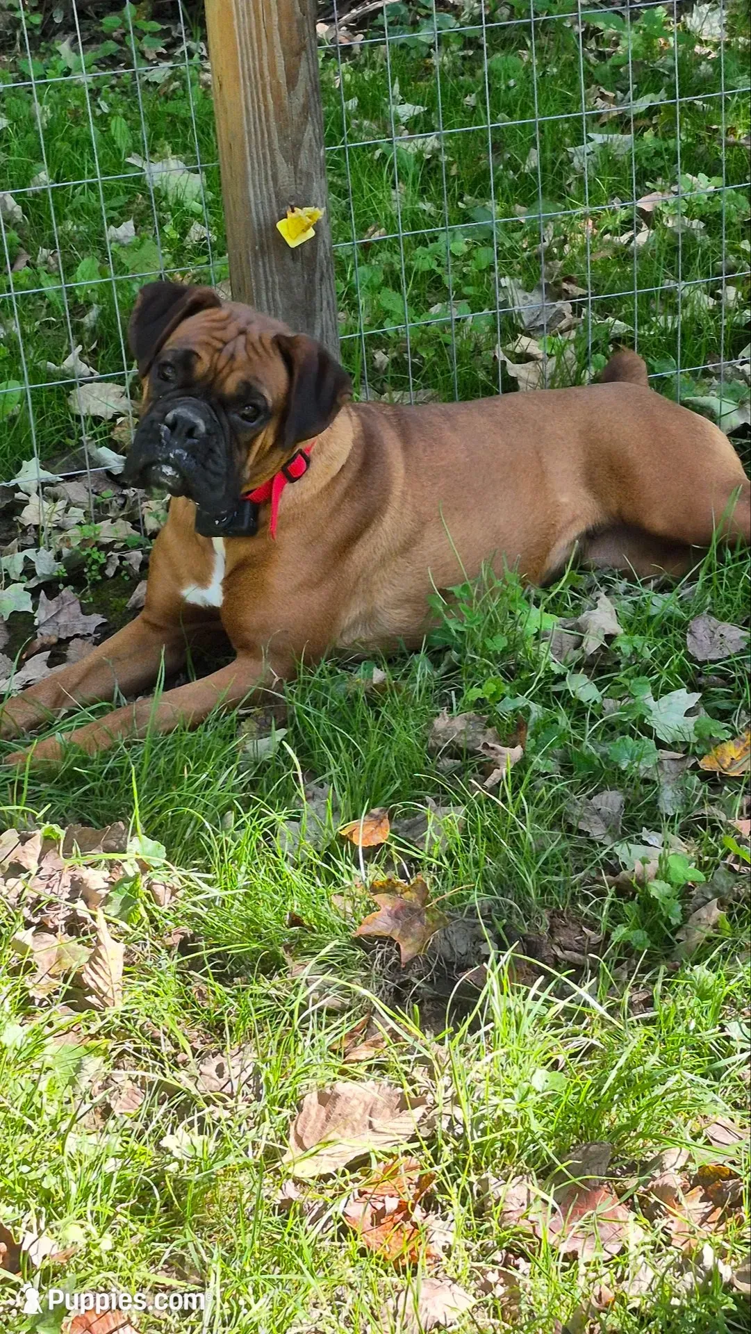 Ava, a female Boxer for sale in Homeworth, OH – 1 of 5