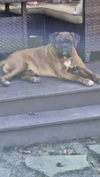 Jet, a male Boxer for sale in Homeworth, OH – 7 of 8