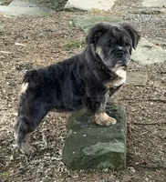 Margo , a female English Bulldog for sale in Homeworth, OH – Photo 2 of 3