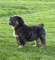 Margo , a female English Bulldog for sale in Homeworth, OH – Photo 3 of 3