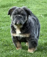 Margo , a female English Bulldog for sale in Homeworth, OH – Photo 1 of 3