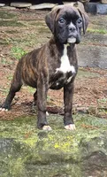 Brintley, a female Boxer for sale in Homeworth, OH – Photo 1 of 6