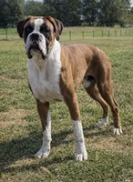 Brintley, a female Boxer for sale in Homeworth, OH – Photo 6 of 6