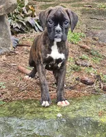 Brintley, a female Boxer for sale in Homeworth, OH – Photo 3 of 6