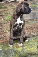 Brintley, a female Boxer for sale in Homeworth, OH – Photo 2 of 6