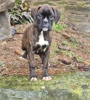 Brintley, a female Boxer for sale in Homeworth, OH – Photo 5 of 6