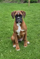 Bailey, a female Boxer for sale in Homeworth, OH – 4 of 5