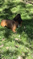 Ava, a female Boxer for sale in Homeworth, OH – 5 of 5