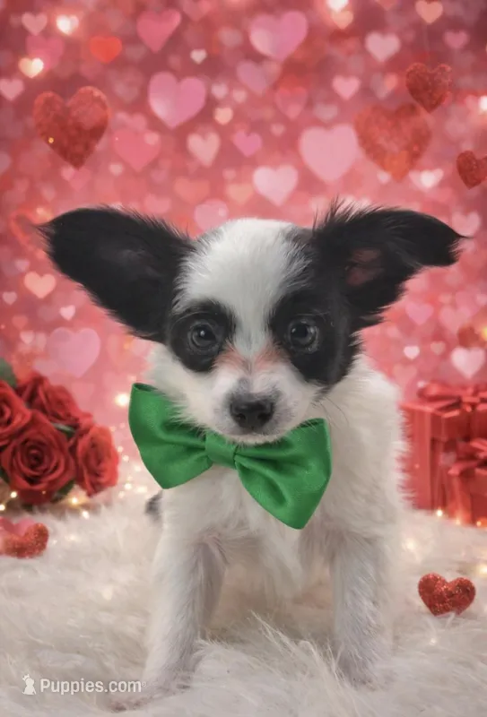 Papillon pomeranian boy 5