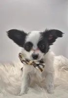 Papillon pomeranian boy 5, a male Papillon for sale in Homeworth, OH – Photo 2 of 6