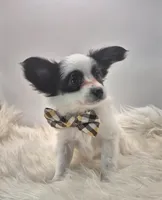 Papillon pomeranian boy 5, a male Papillon for sale in Homeworth, OH – Photo 4 of 6