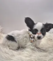 Papillon pomeranian boy 5, a male Papillon for sale in Homeworth, OH – Photo 3 of 6