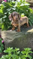 Daisy, a female Miniature Dachshund for sale in Homeworth, OH – 4 of 5