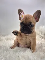 Zonda, a female French Bulldog for sale in Homeworth, OH – Photo 1 of 6