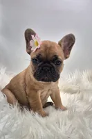 Zonda, a female French Bulldog for sale in Homeworth, OH – Photo 4 of 6