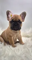 Zonda, a female French Bulldog for sale in Homeworth, OH – Photo 2 of 6