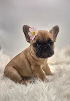 Zonda, a female French Bulldog for sale in Homeworth, OH – Photo 5 of 6