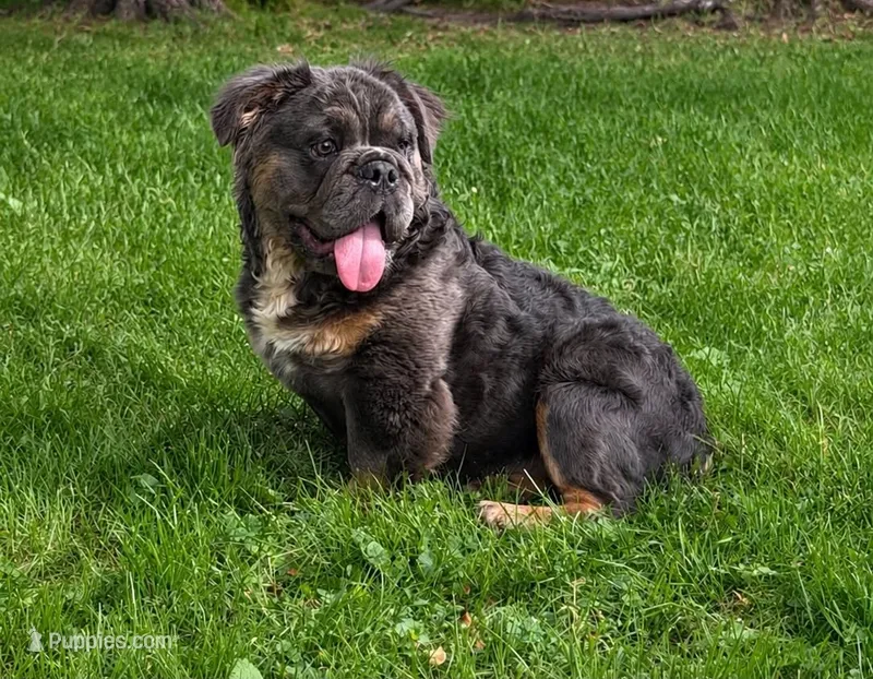 Margo  – English Bulldog puppy for sale in Homeworth, OH